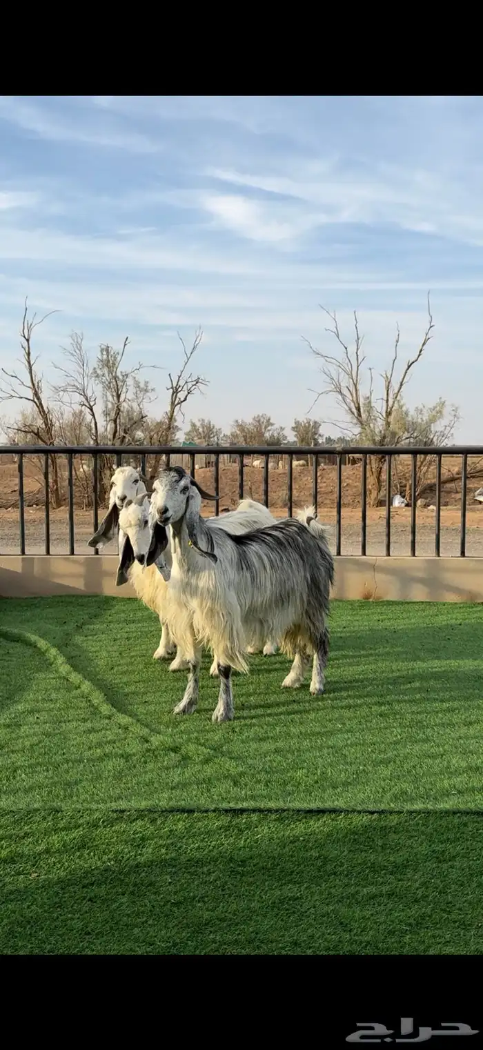 معزا شهب مصريات دفيع 0