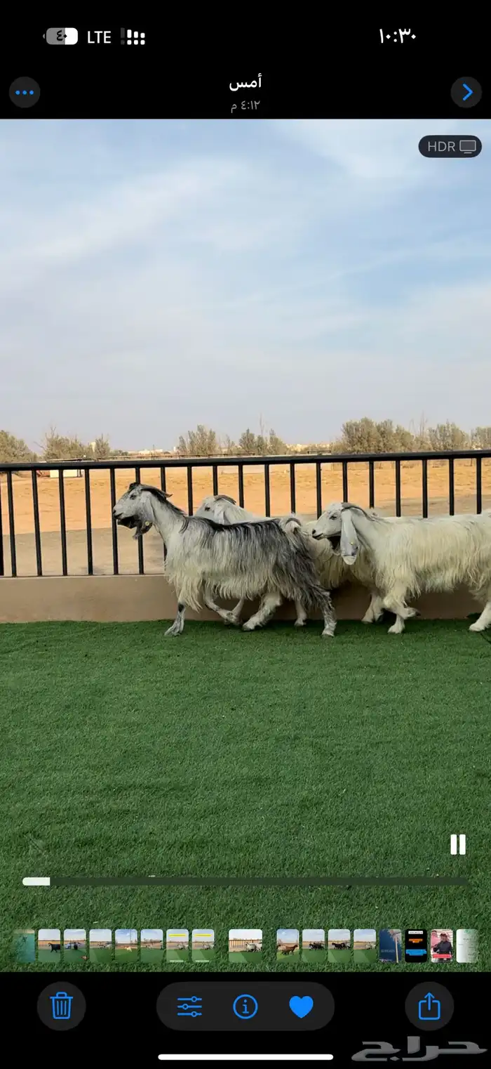 معزا شهب مصريات دفيع 2