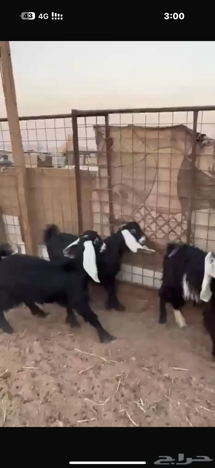 ذبايح ذبيحه حري تيوس نعيمي يوجد تمارا 1