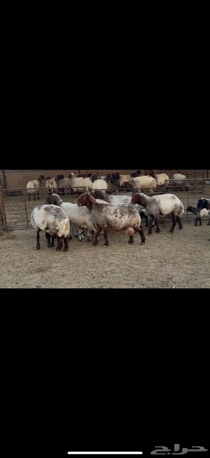 غنم نعيم دفيع ومطافيل 5