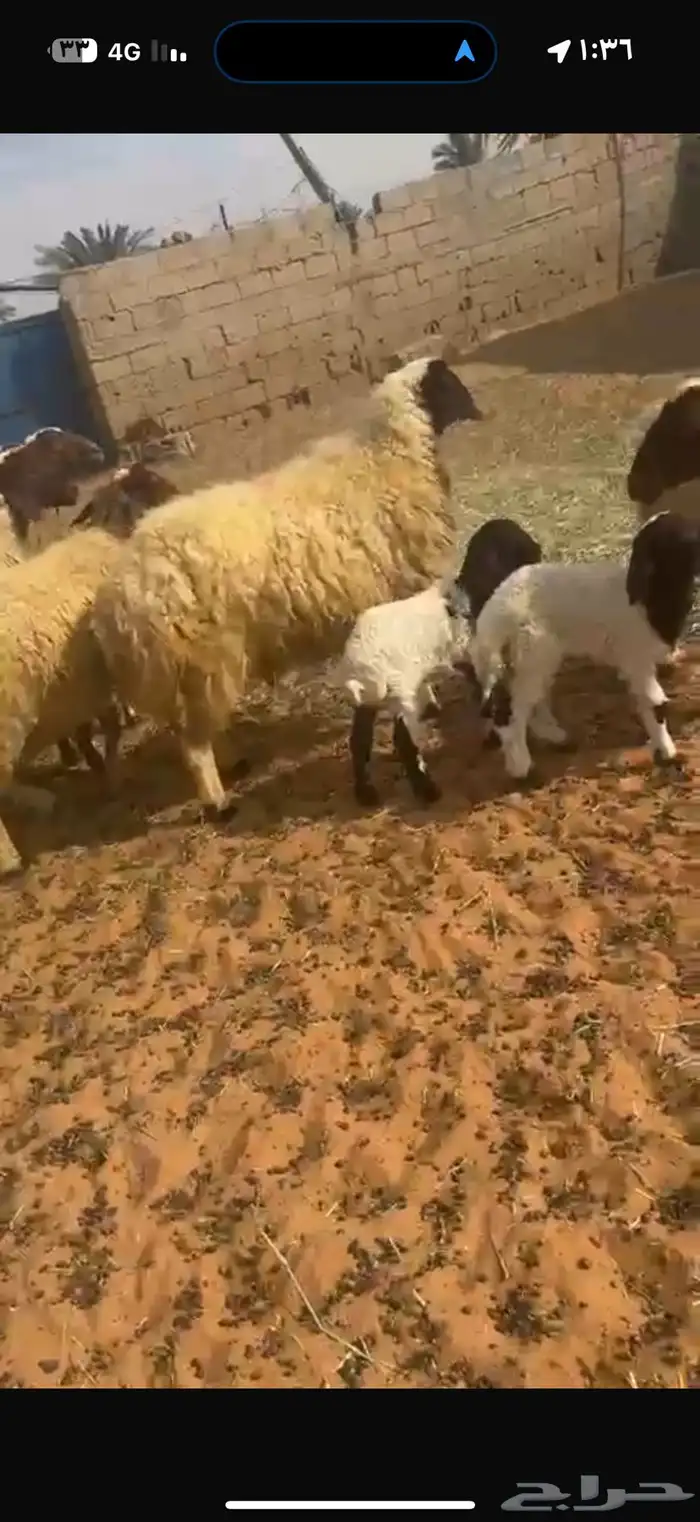 غنم نعيم طيبه للبيع 8