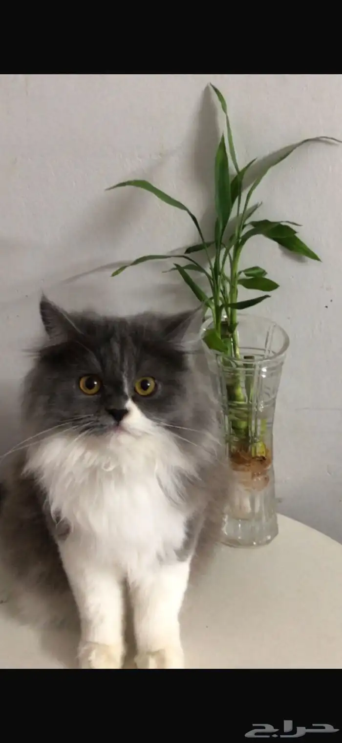 بيع قطة شيرازي 1