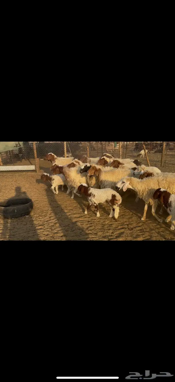 غنم نعيم رغث 0