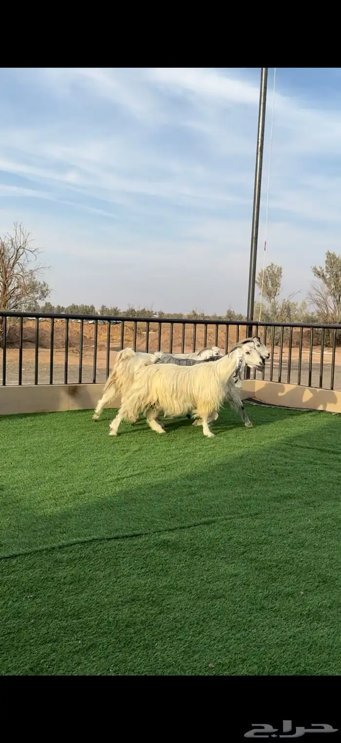 معزا شهب مصريات دفيع 4