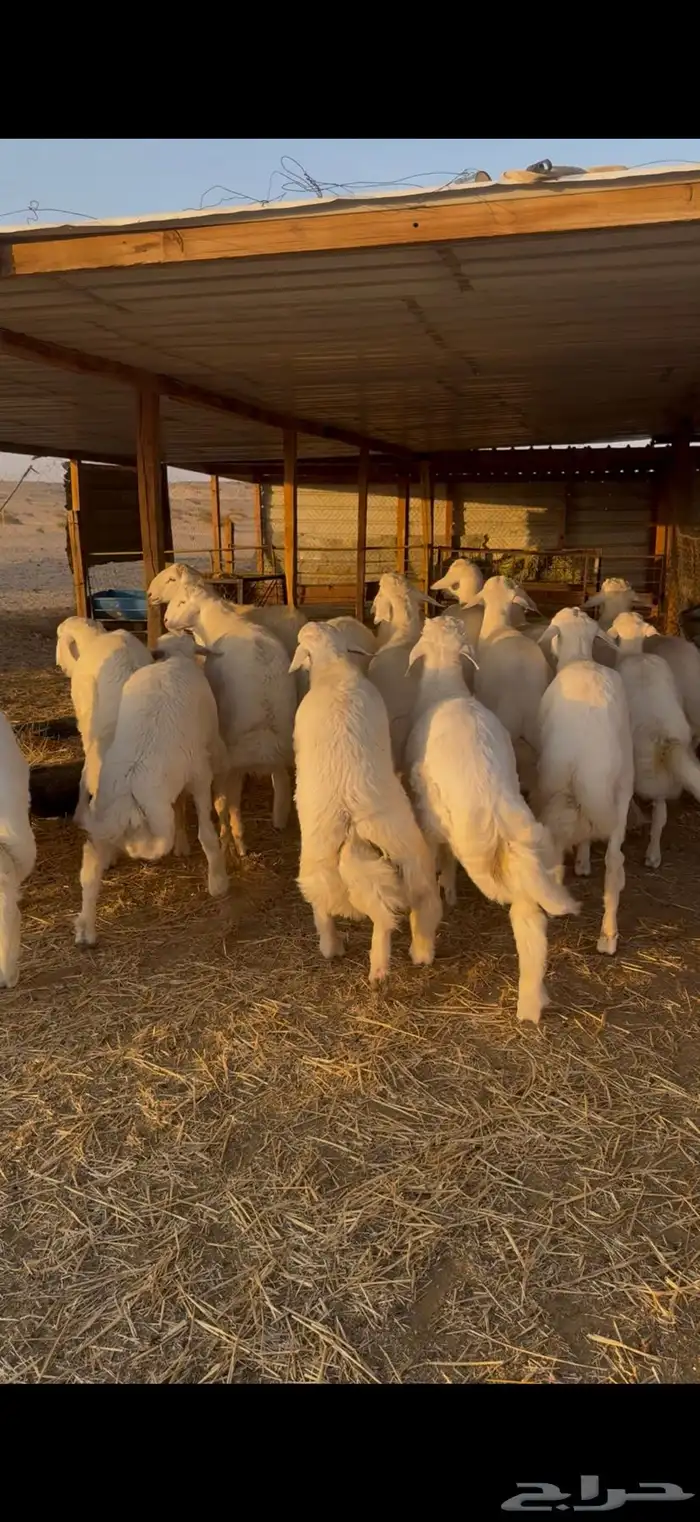 ذبايح ذبيحه حري تيوس نعيمي يوجد تمارا 0