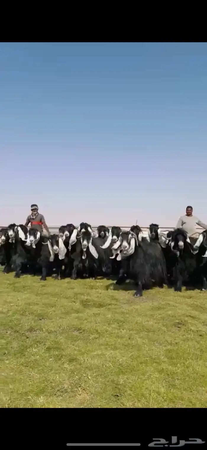 مراح عوارض صنف فاخره 5