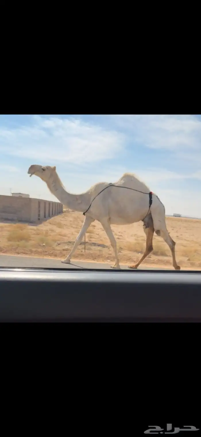 الخلفه الوضحا الكفو 3