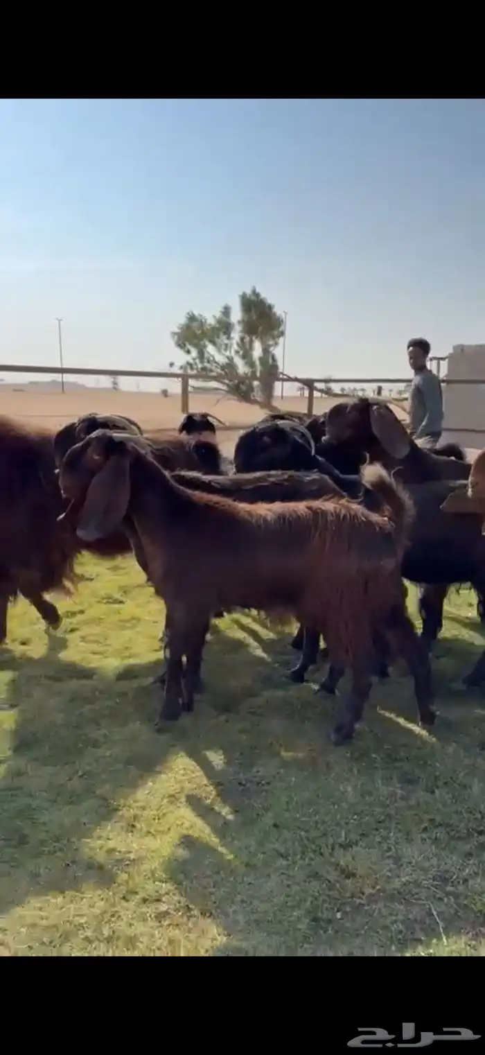 للبيع قبرصيات بيور فاخره دفيع 16
