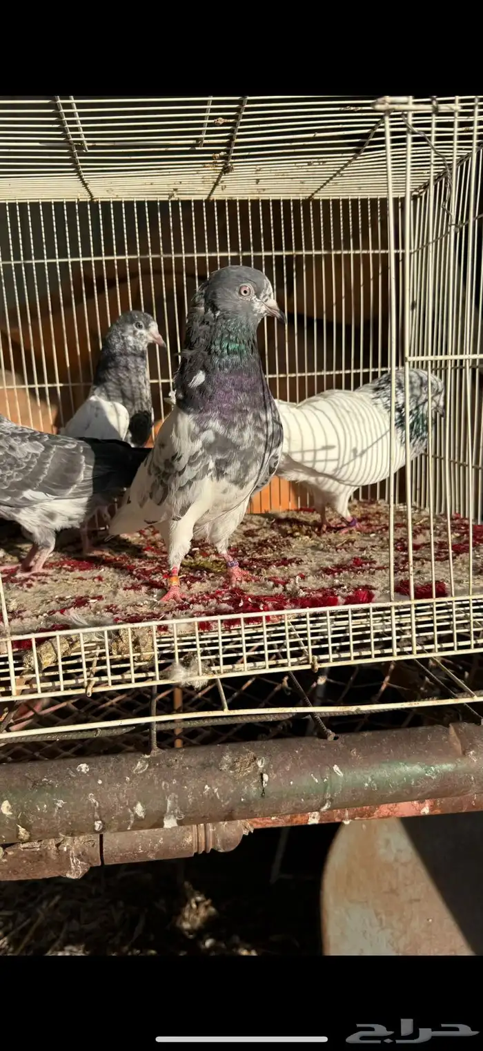 حمام بكستاني شرط مطير ونتاج 4