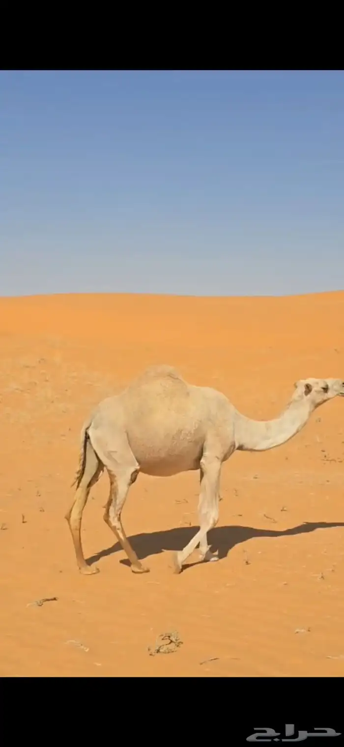 ناقة لقحة على بعير منتج 0