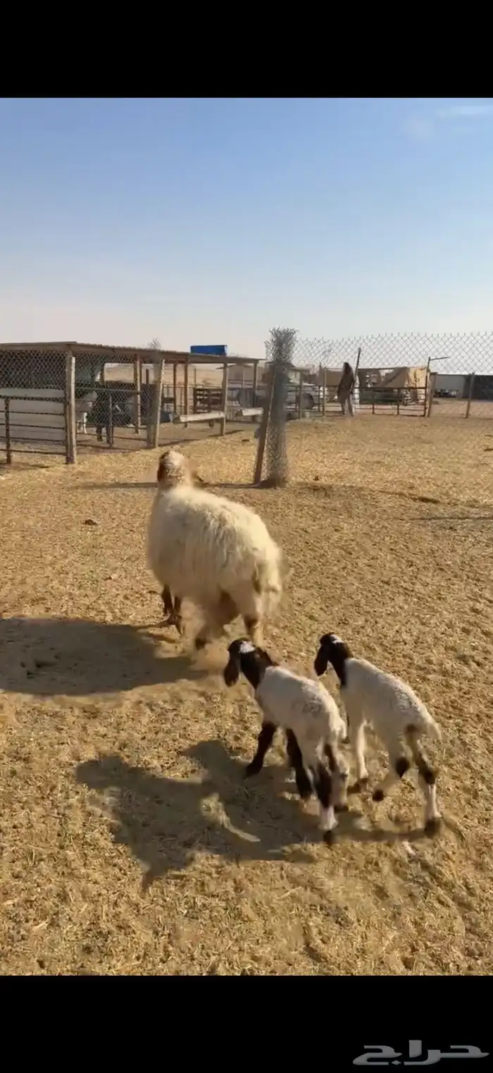 رغوث نعيمه معها 2 0