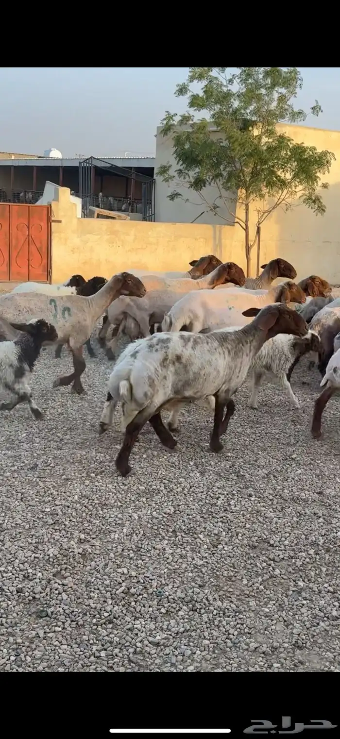 غنم نعيم مطافيل 3