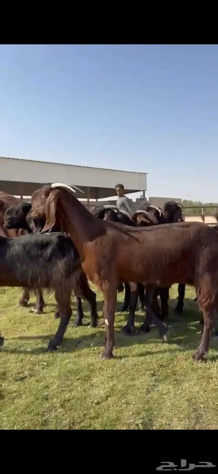 للبيع قبرصيات بيور فاخره دفيع 8