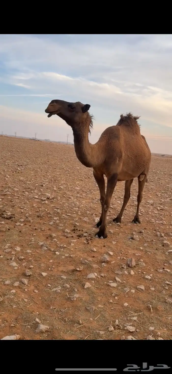 لقحه صفرا كفوو 0