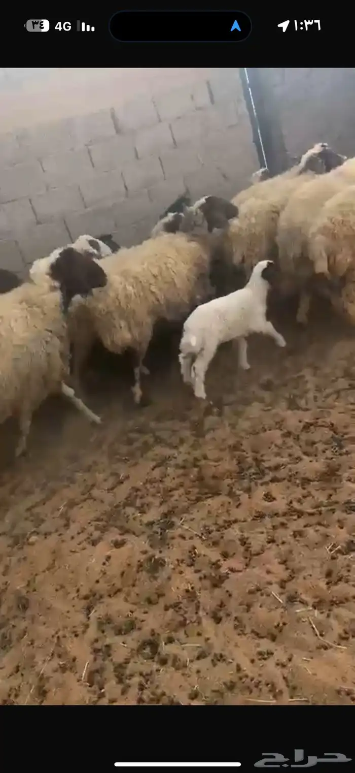 غنم نعيم طيبه للبيع 5