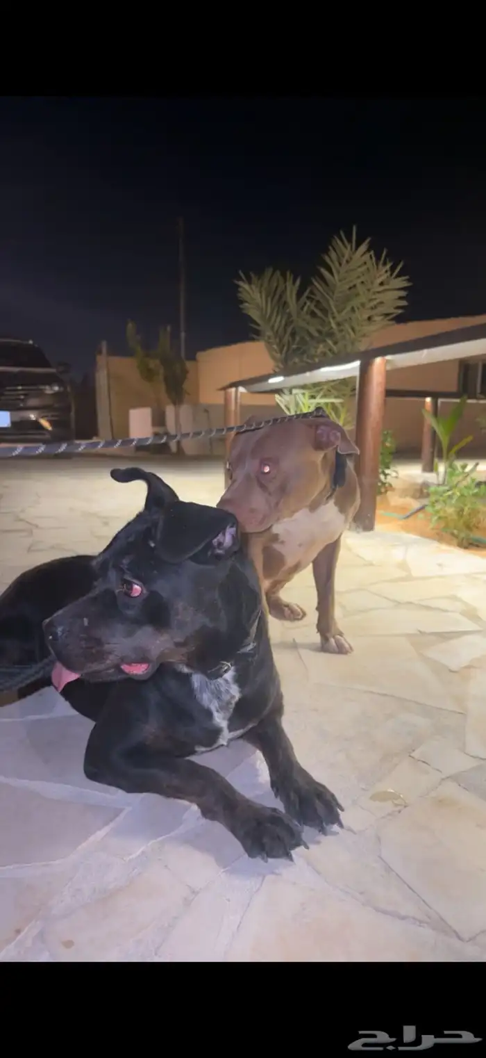 كلاب للبيع 0