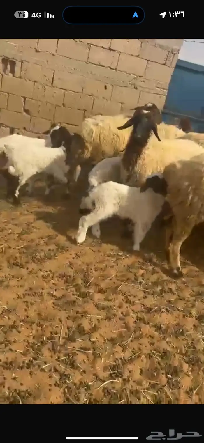 غنم نعيم طيبه للبيع 2