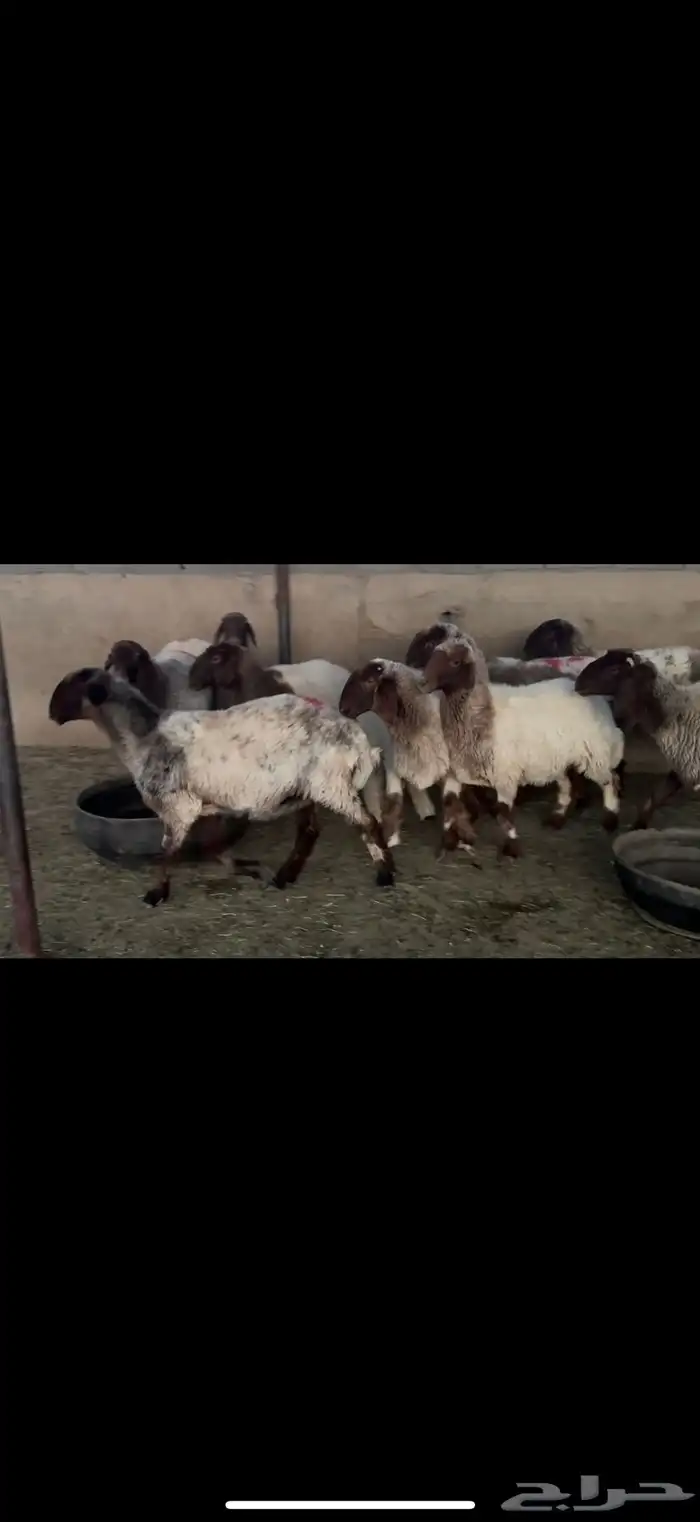 غنم نعيم دفيع 0