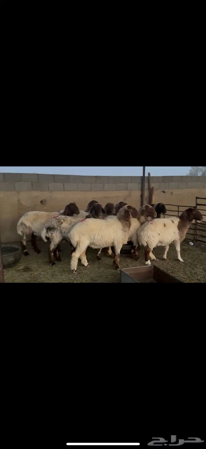 غنم نعيم دفيع 5