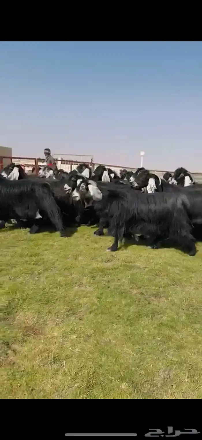 مراح عوارض صنف فاخره 1