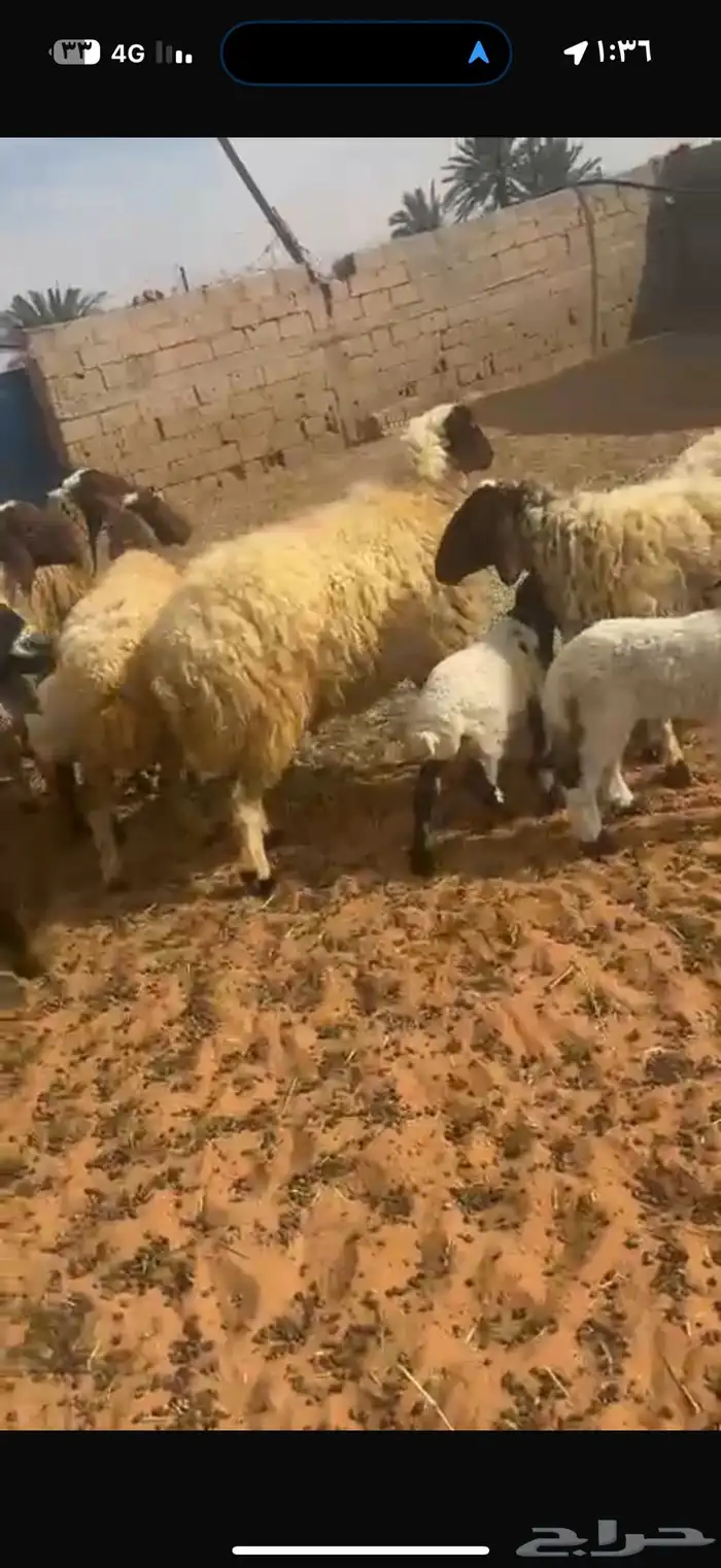 غنم نعيم طيبه للبيع 7
