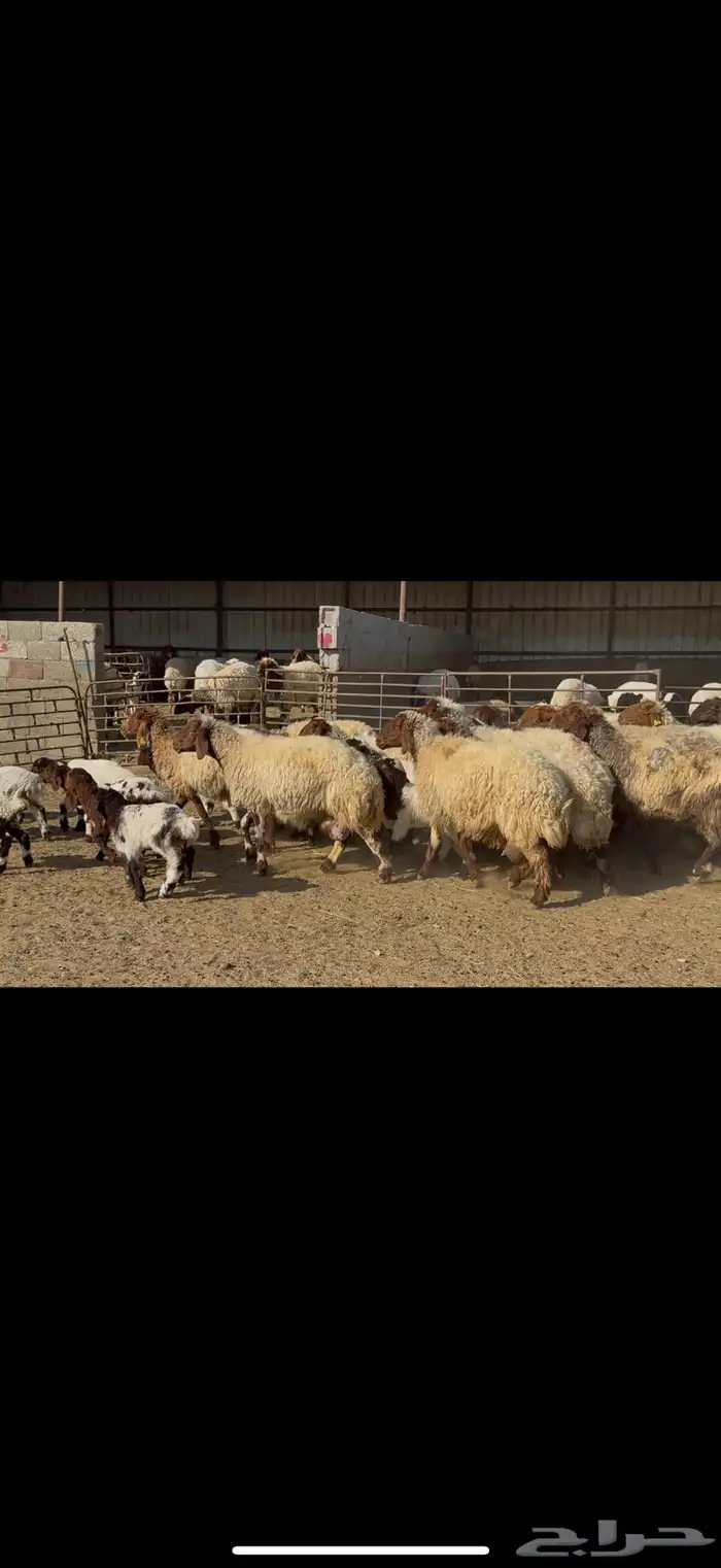 غنم نعيم مطافيل 1