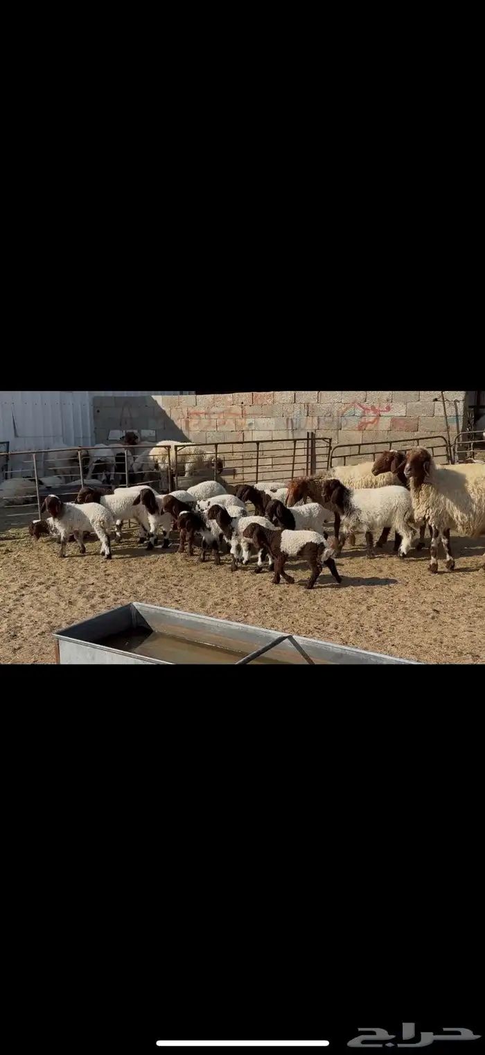 غنم نعيم مطافيل 0