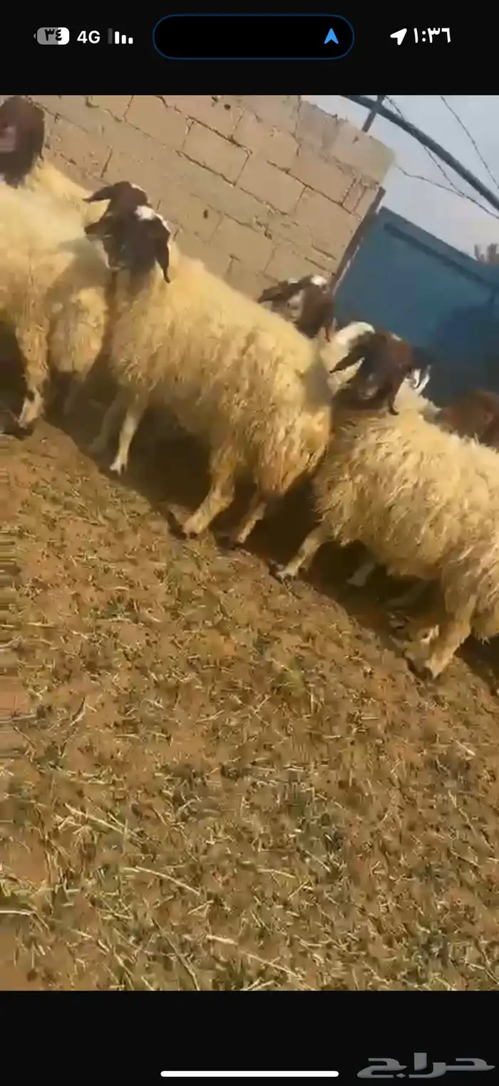 غنم نعيم طيبه للبيع 10