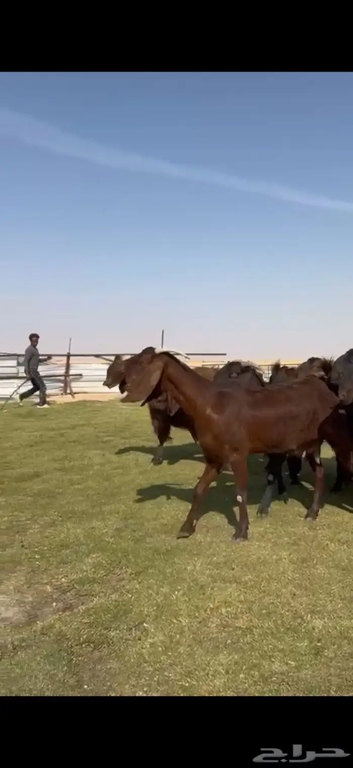 للبيع قبرصيات بيور فاخره دفيع 2