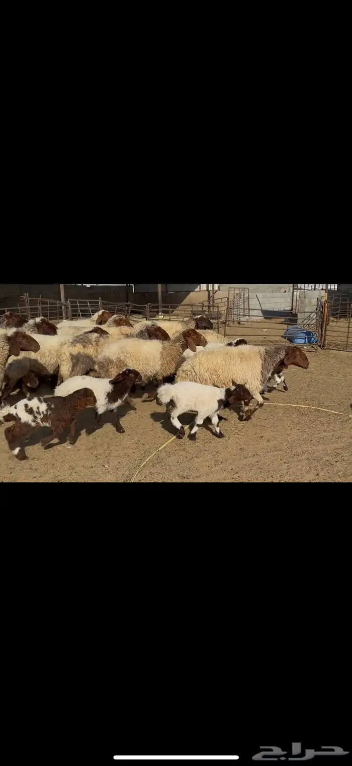 غنم نعيم مطافيل 3