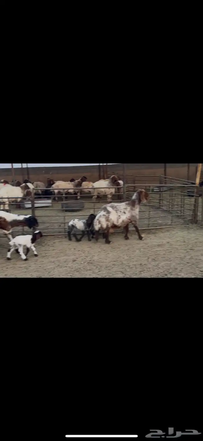 غنم نعيم دفيع ومطافيل 6