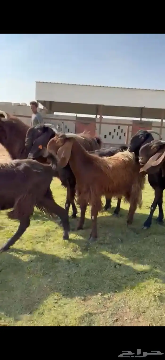 للبيع قبرصيات بيور فاخره دفيع 12