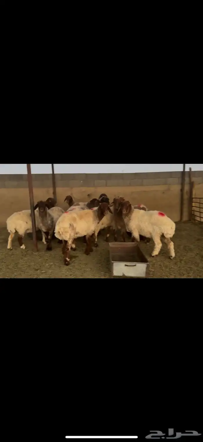 غنم نعيم دفيع 2