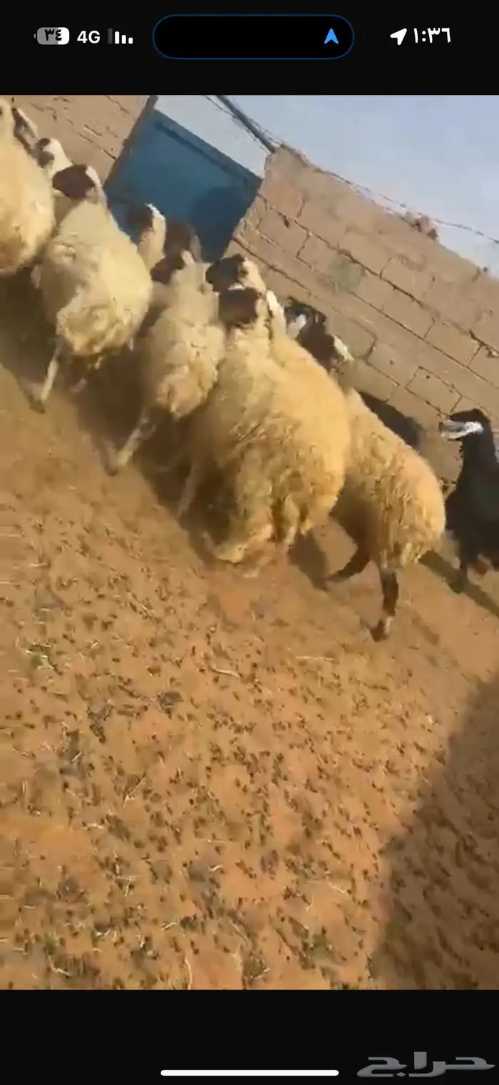 غنم نعيم طيبه للبيع 3