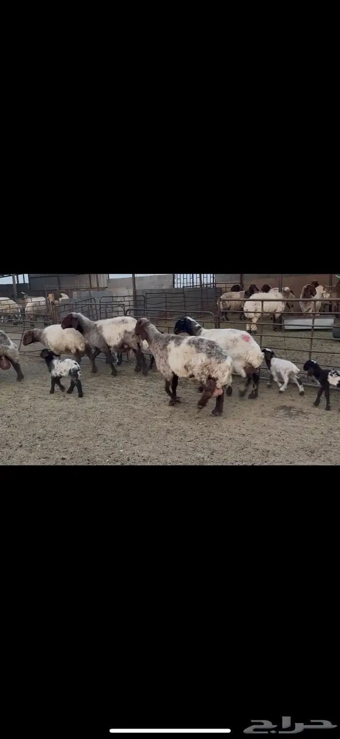 غنم نعيم دفيع ومطافيل 4