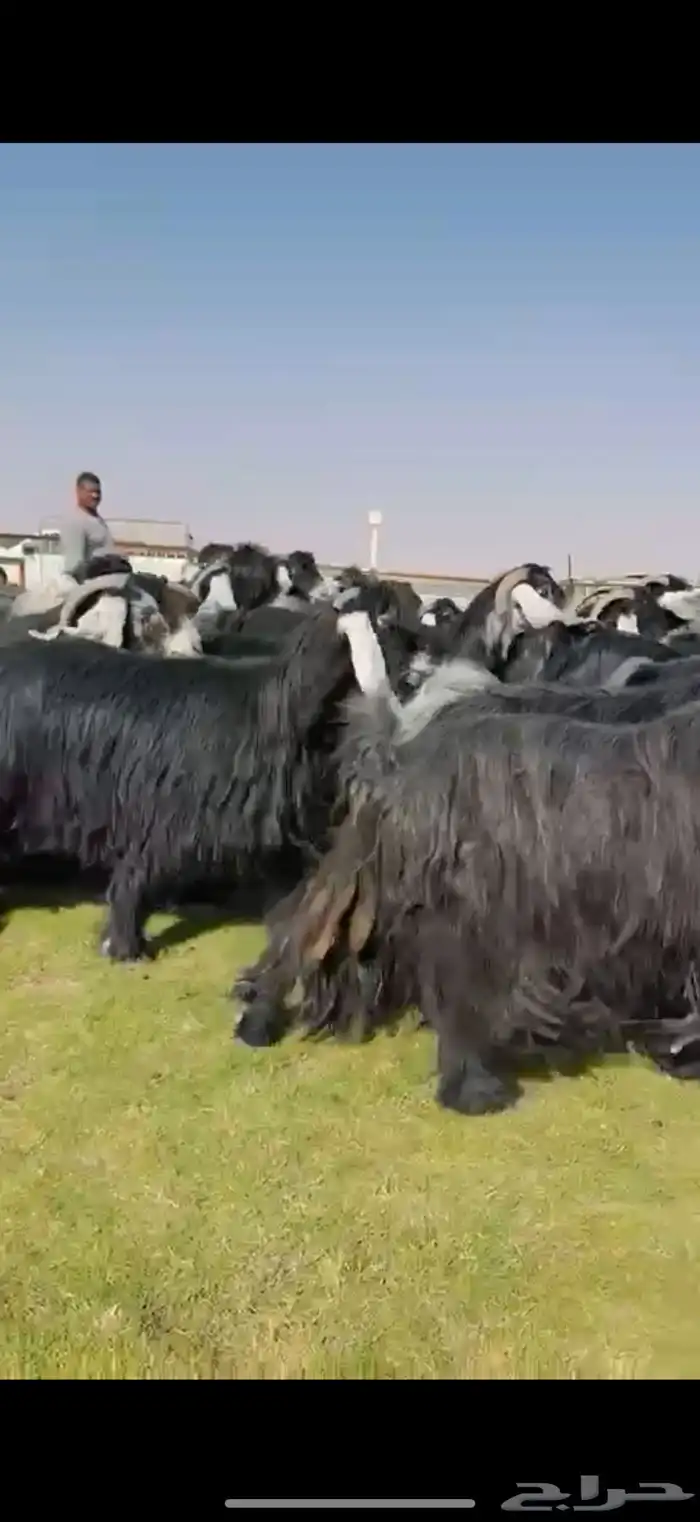 مراح عوارض صنف فاخره 2