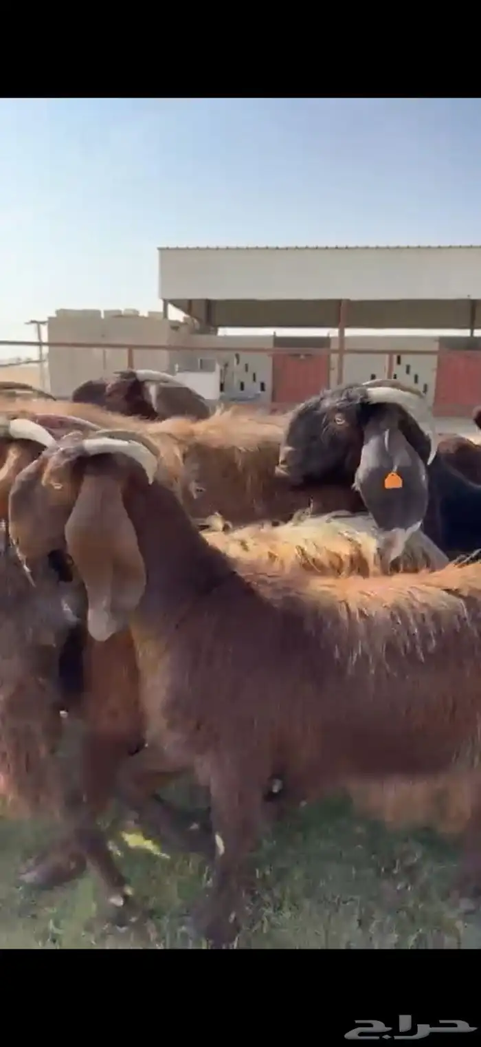 للبيع قبرصيات بيور فاخره دفيع 14