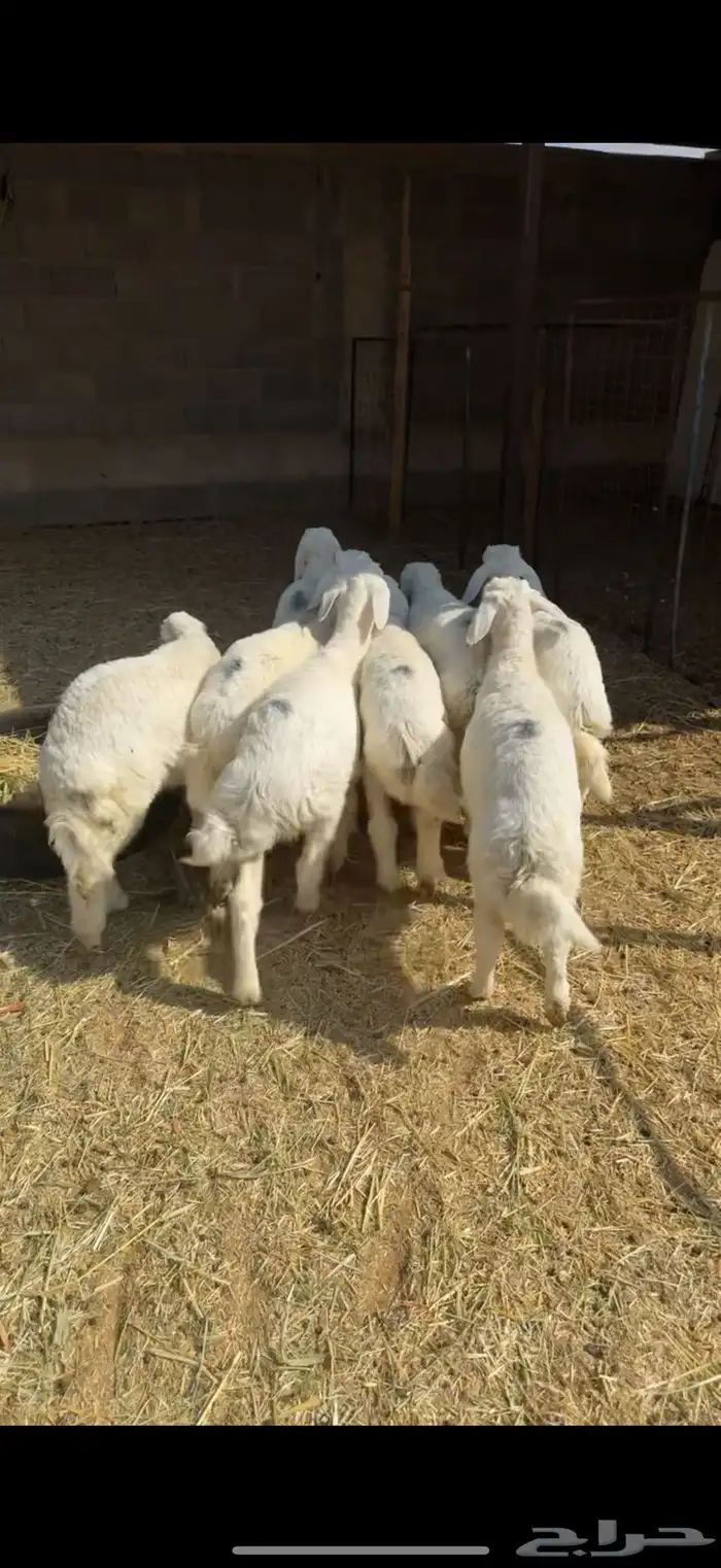 هرافا زبده فل شحم 2