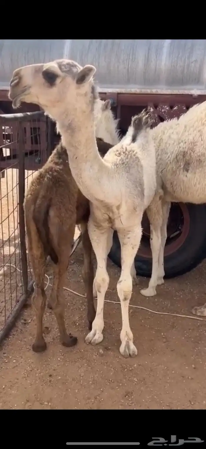 قعود رماني كفو 1