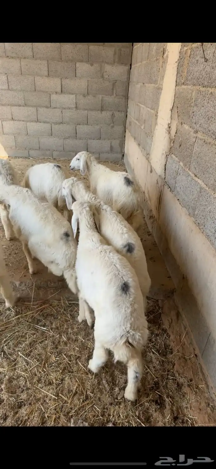 هرافا زبده فل شحم 0