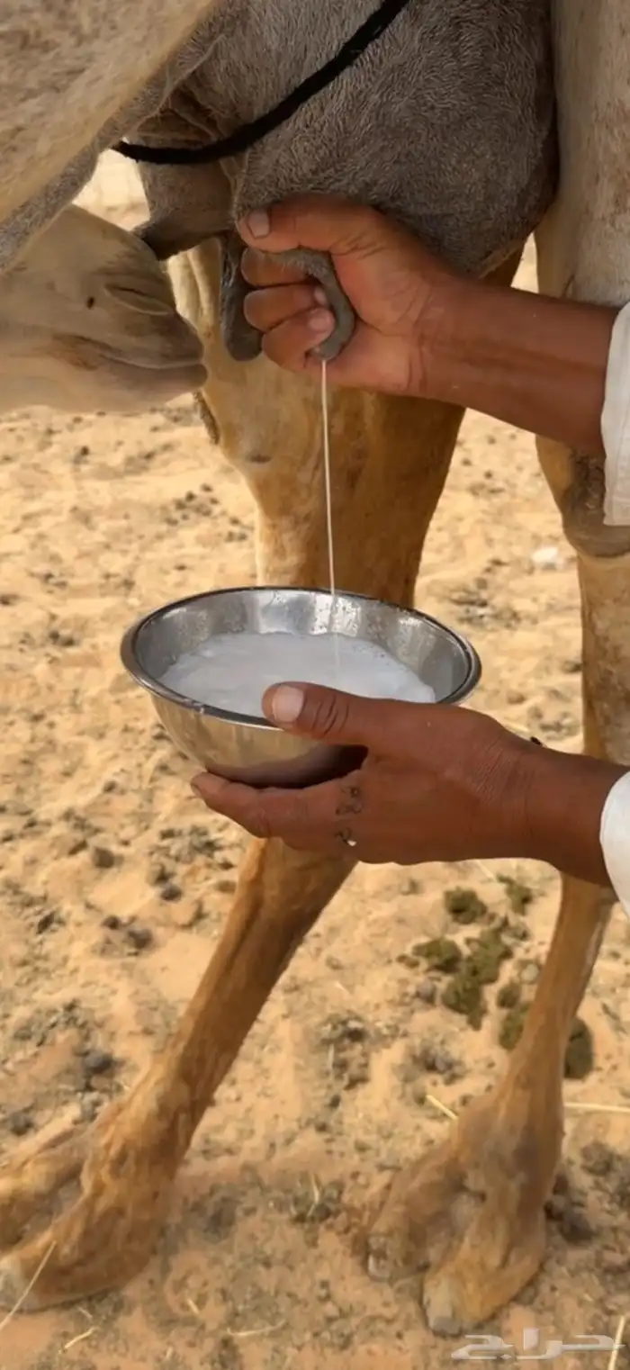 الخلفه الوضحا الكفو 5