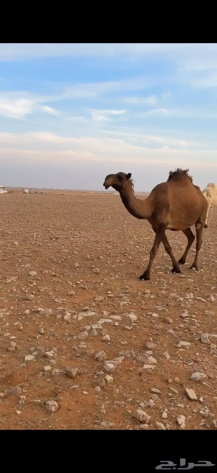 لقحه صفرا كفوو 2