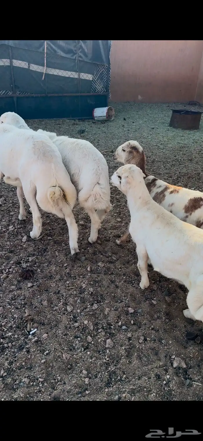 للبيع اربع من الذبايح فل شحم 0