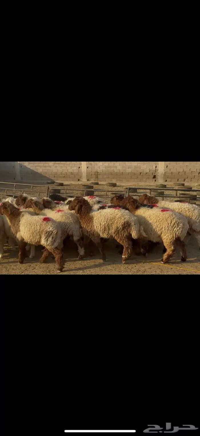 جذعات نعيم مضاريع 4