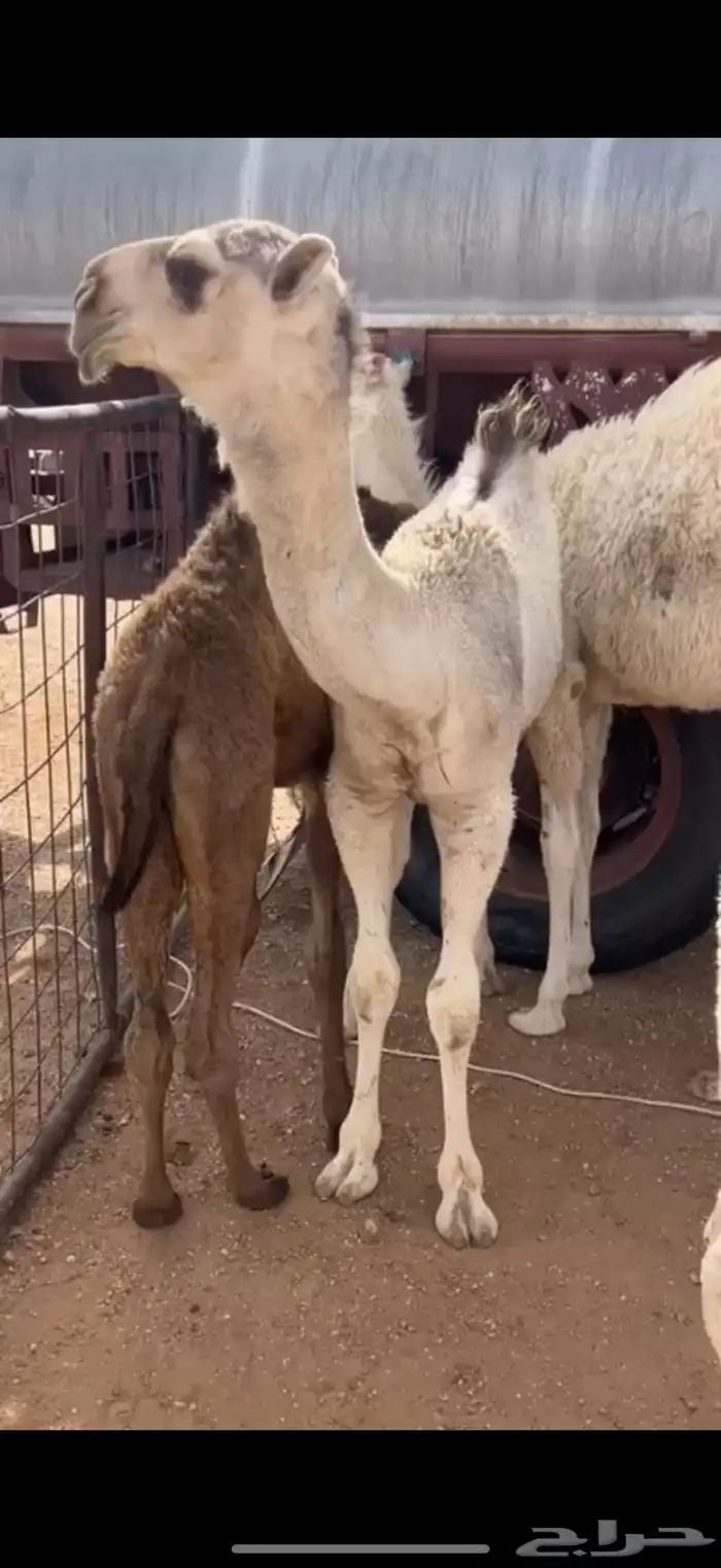 قعود رماني كفو 0