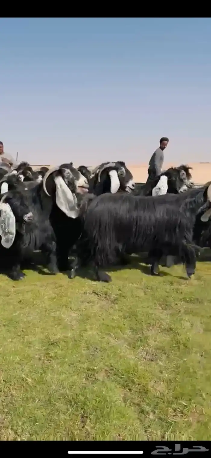 مراح عوارض صنف فاخره 7