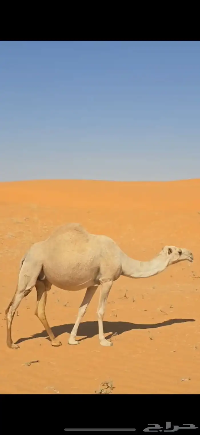 ناقة لقحة على بعير منتج 1