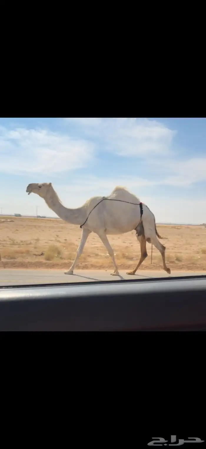 الخلفه الوضحا الكفو 0