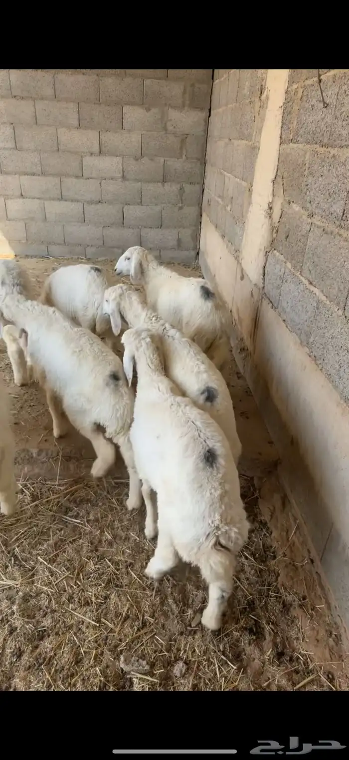 هرافا زبده فل شحم 1