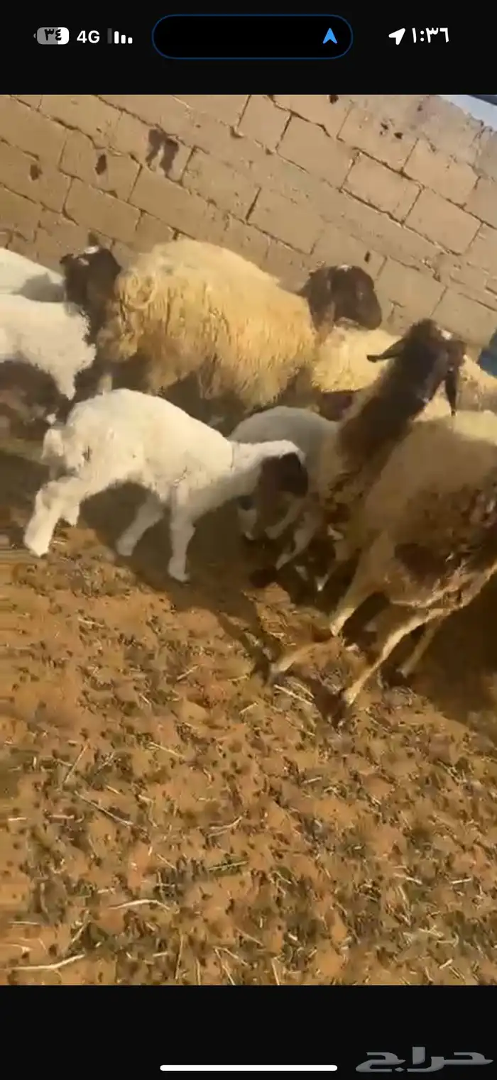 غنم نعيم طيبه للبيع 1